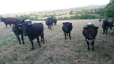 cows